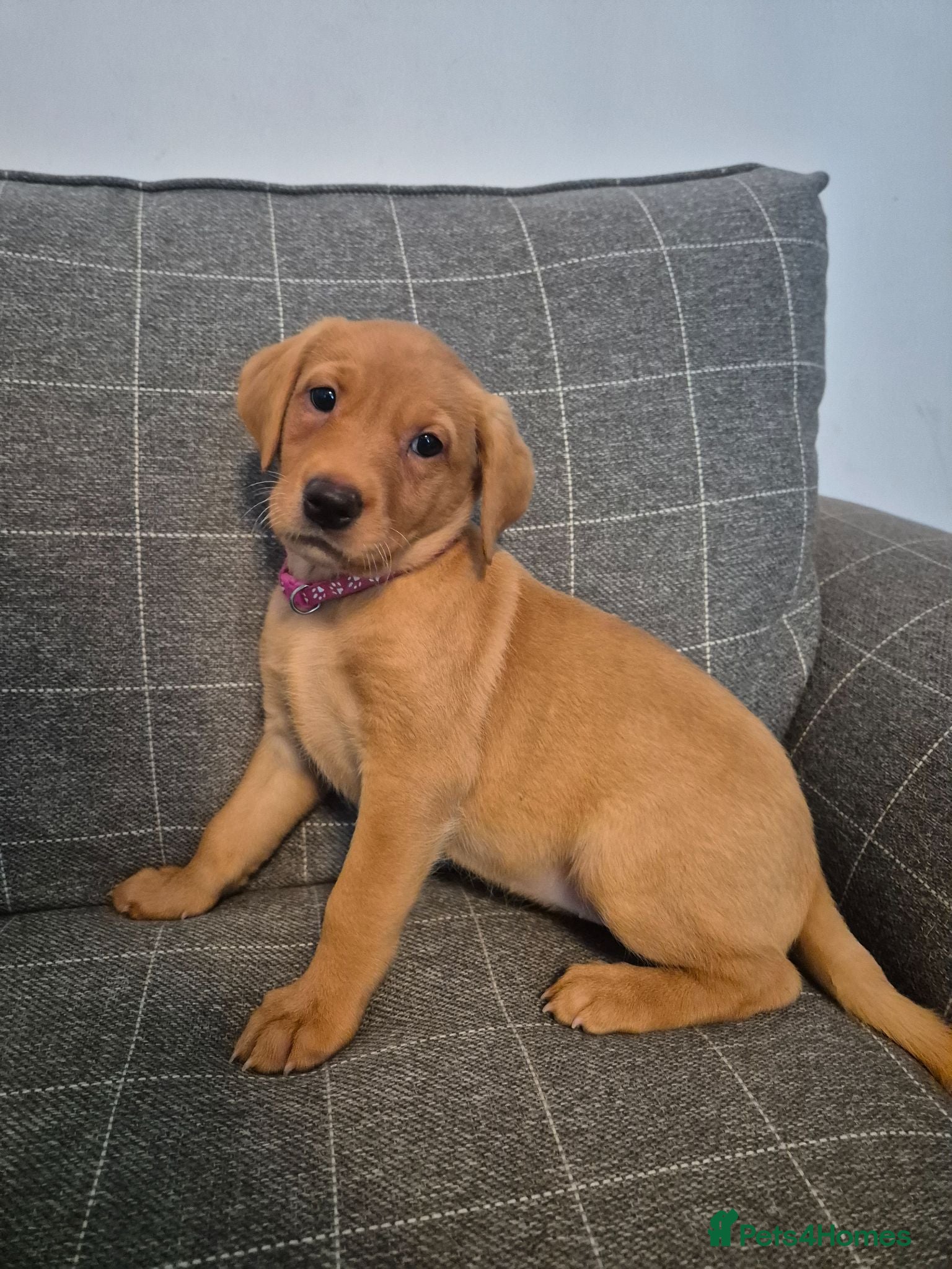 Labrador Retriever dogs *Ready to leave* - Fox Red Labrador Puppies - Advert 5