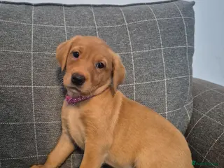 Labrador Retriever dogs *Ready to leave* - Fox Red Labrador Puppies - Advert 2