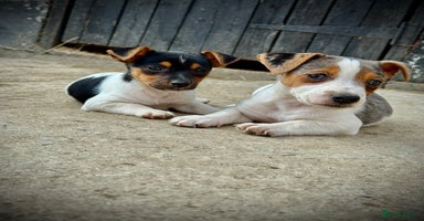 Jack Russell dogs - Advert 14