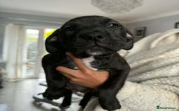 Mixed Breed dogs for sale: Beautiful pups cane/corso staff - Advert 6