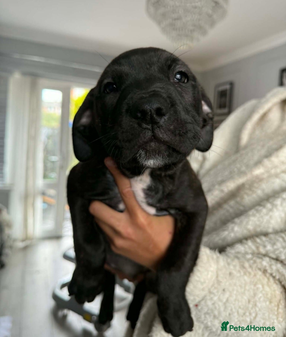 Mixed Breed dogs for sale: Beautiful pups cane/corso staff - Advert 6