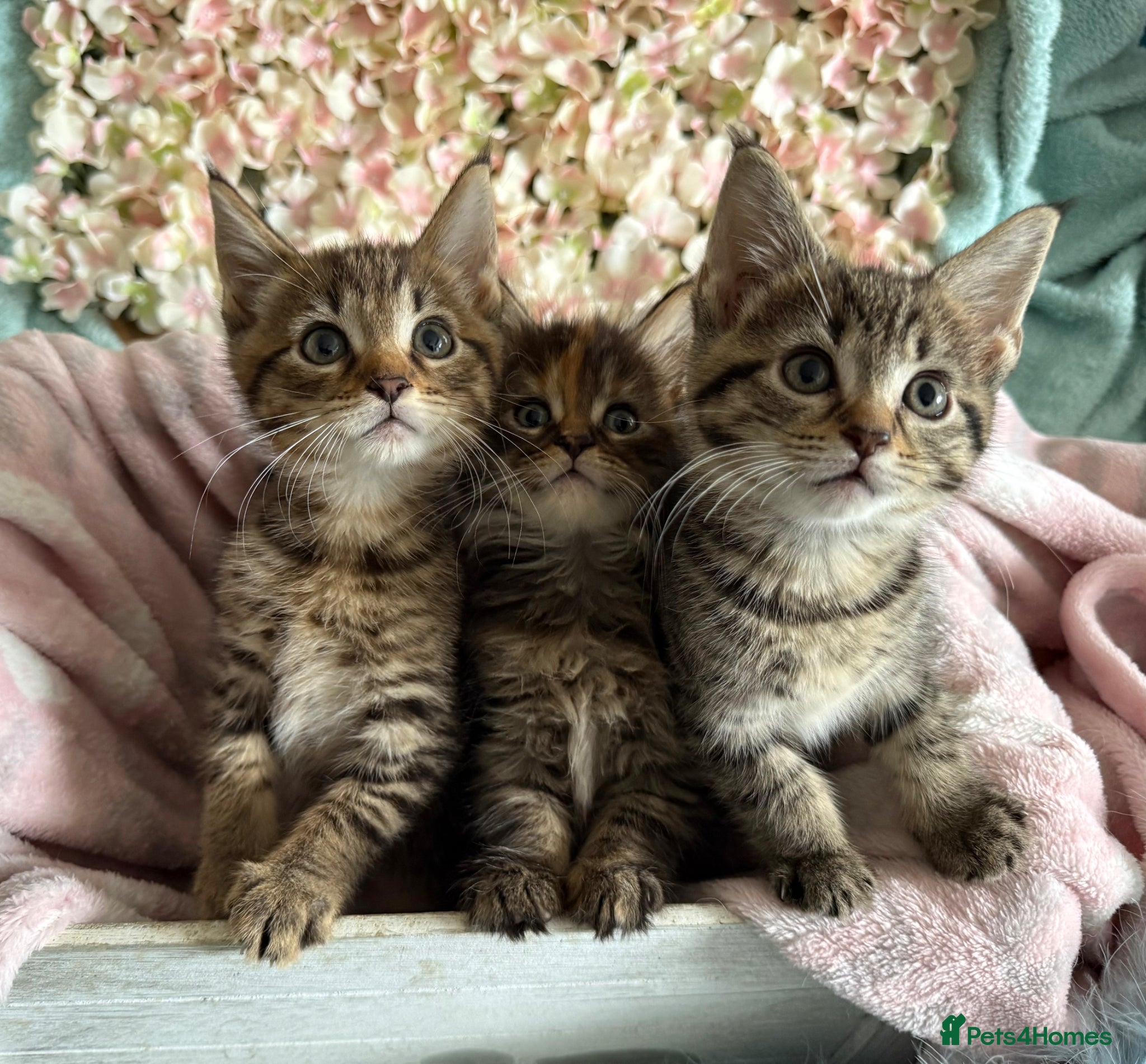 Maine Coon cats Maine Coon Cross Kittens  - Advert 5
