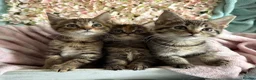 Maine Coon cats for sale: Maine Coon Cross Kittens  - Advert 5