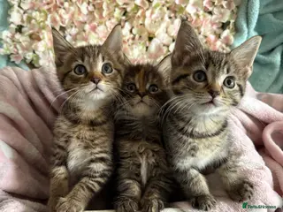 Maine Coon cats Maine Coon Cross Kittens - Advert 1