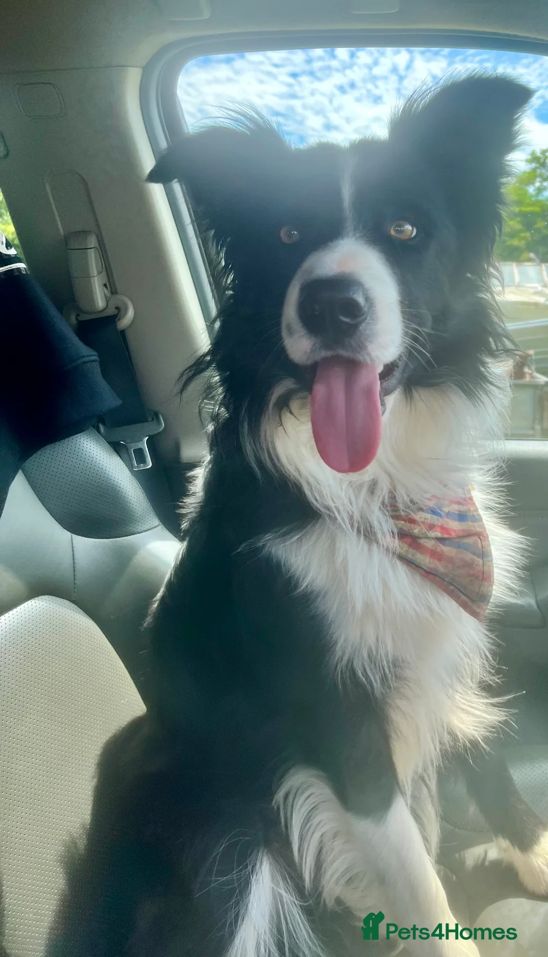 Borador dogs for sale: Beautiful Borador puppies for sale  - Advert 21