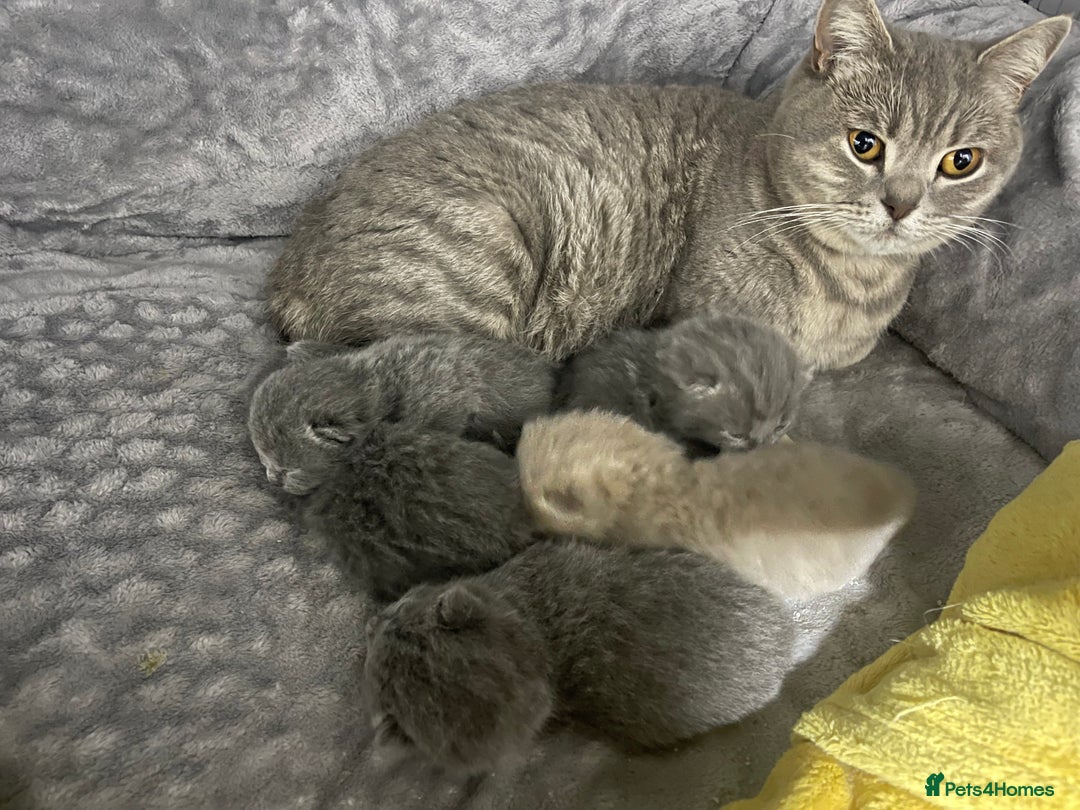 British Shorthair cats for sale: 2 british blue shorthair boys - Advert 2