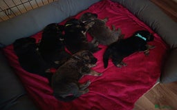 German Shepherd dogs for sale: German Shepherd puppies - Image 9