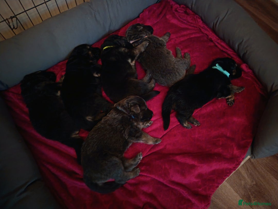 German Shepherd dogs for sale: German Shepherd puppies - Image 9