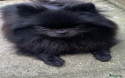 Pomeranian dogs for sale: Adorable Black Pomeranian Readyto Steal Your Heart - Image 7