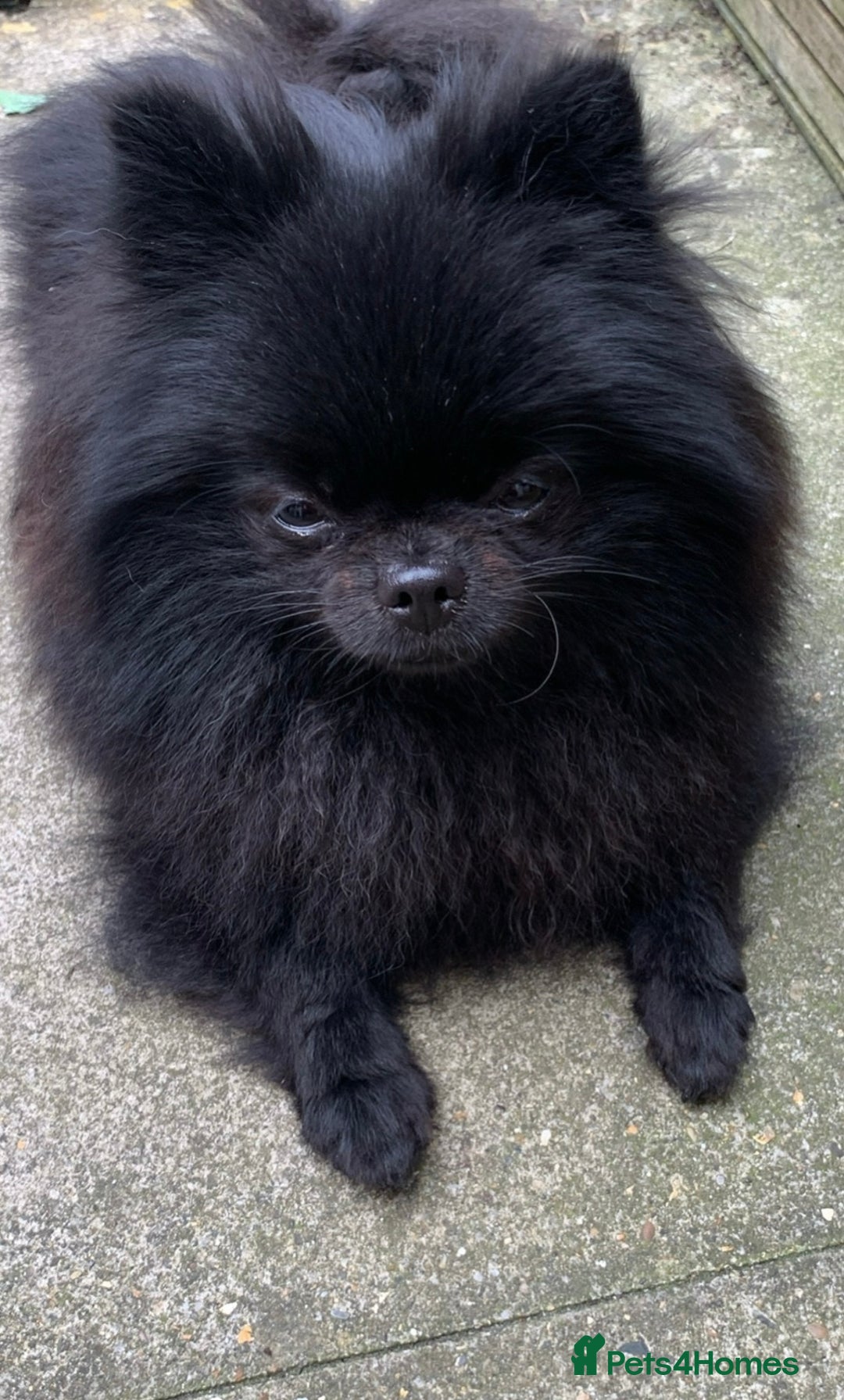 Pomeranian dogs for sale: Adorable Black Pomeranian Readyto Steal Your Heart - Image 7