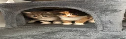 Mixed Breed cats for sale: 🐾 3 fluffy kittens looking for forever homes🐾 - Advert 3