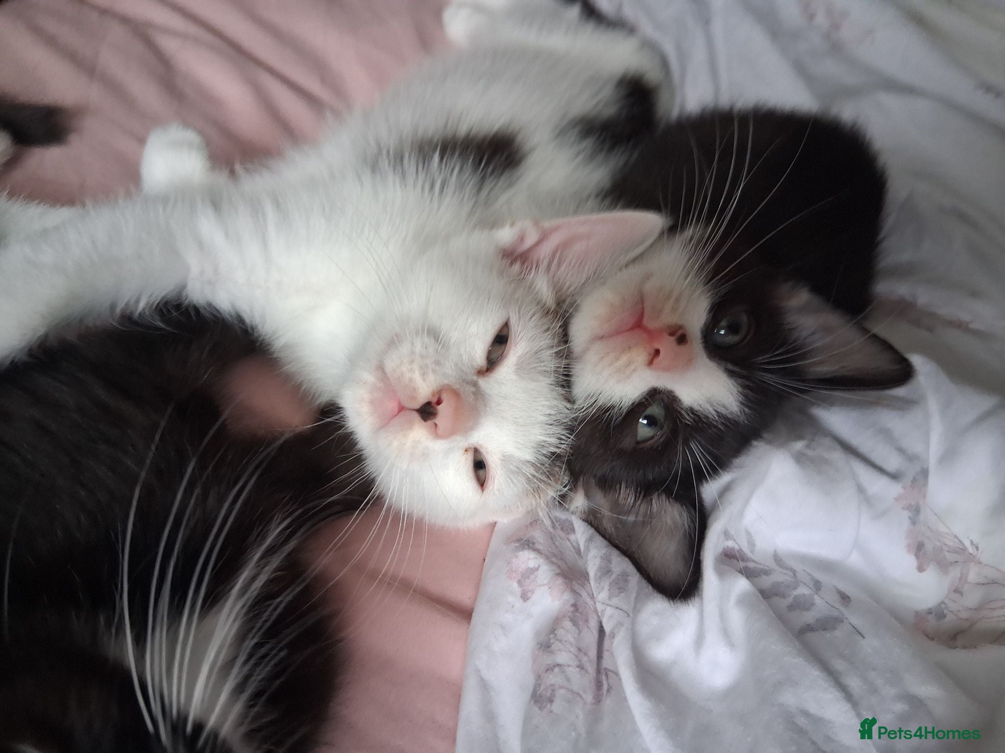 Mixed Breed cats Last 2 boys - Batman and Robin - Advert 1