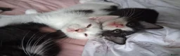 Mixed Breed cats for sale: White boy with distinct black markings - Advert 4