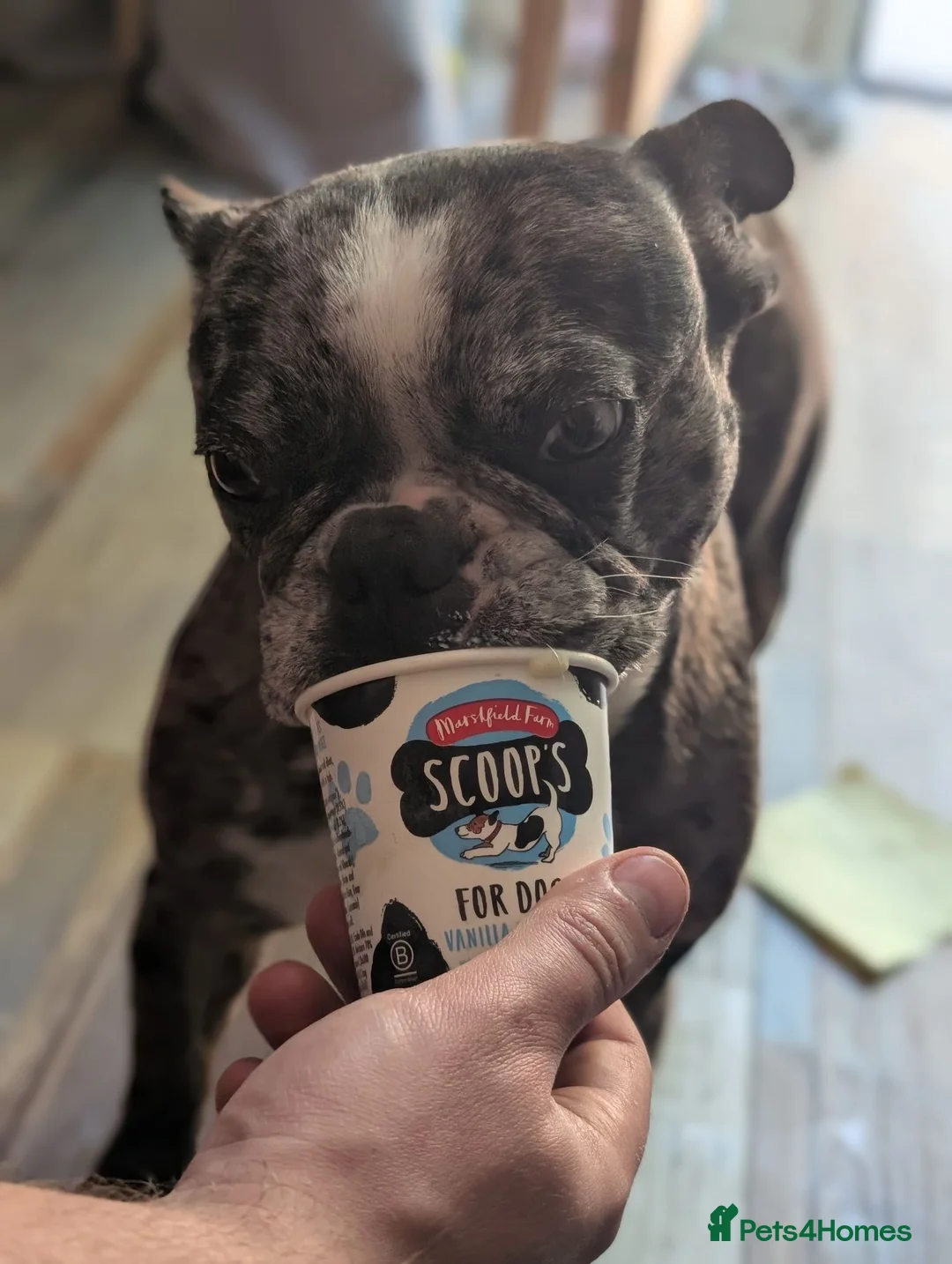 French Bulldog dogs for sale: Luna 2 year old French bulldog  - Advert 1