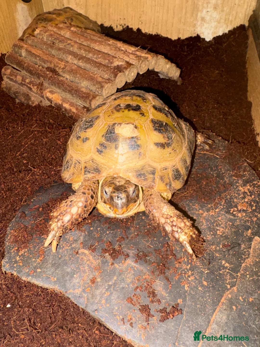 Tortoise reptiles for sale: 2 x Russian tortoises with setup - Advert 2