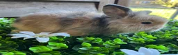 Mini Lion Lop rabbits for sale: Mini lion lops  - Advert 4