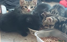 Mixed Breed cats for sale: 6 Beautiful Kittens Ready for New Homes - Image 2