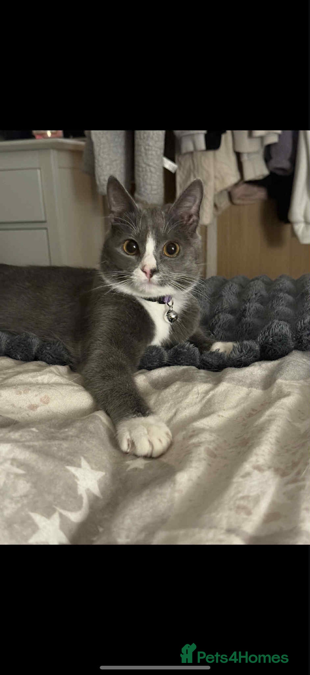 British Shorthair cats for sale: Beautiful British Blue Kitten - Image 5