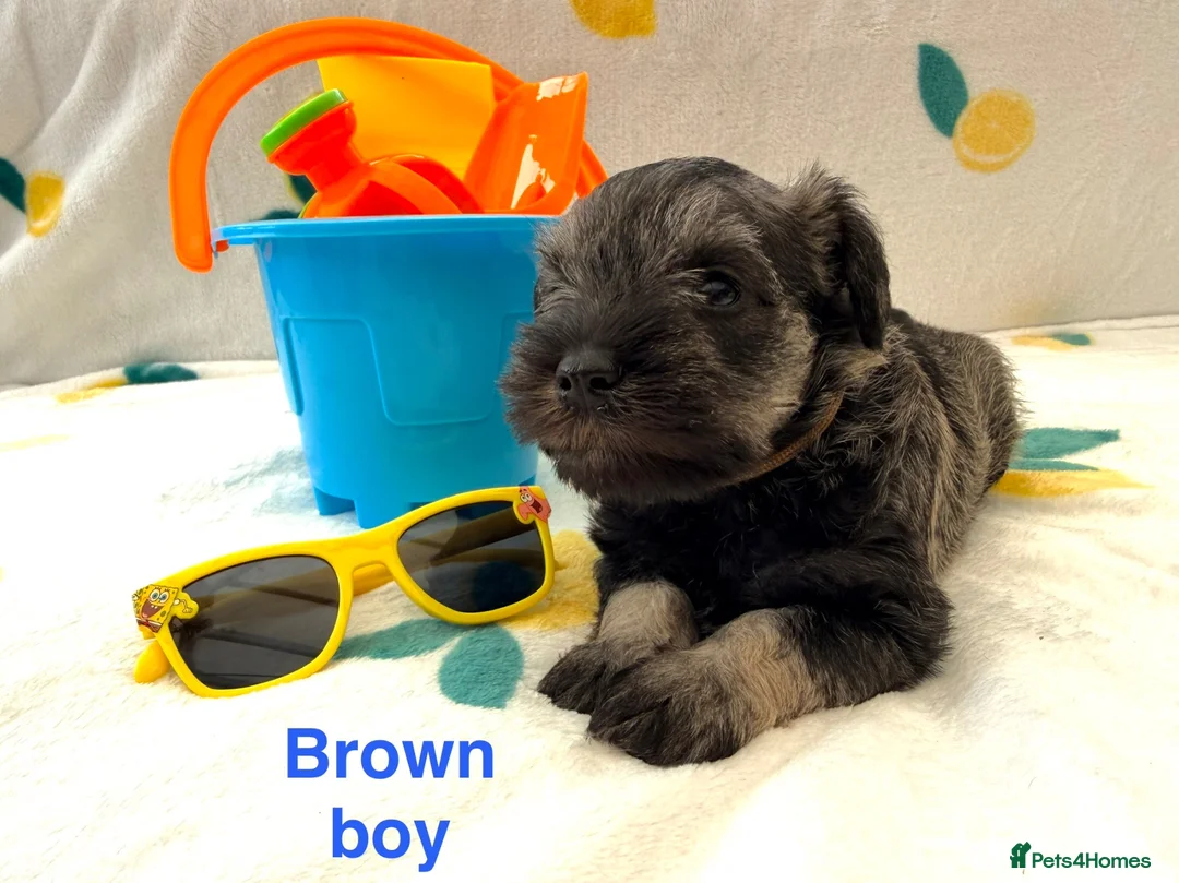 Miniature Schnauzer dogs for sale: 5th generation KC miniature schnauzer puppies  - Advert 1