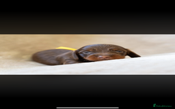 Miniature Dachshund dogs for sale: Beautiful long haired chocolate dachshunds  - Image 16