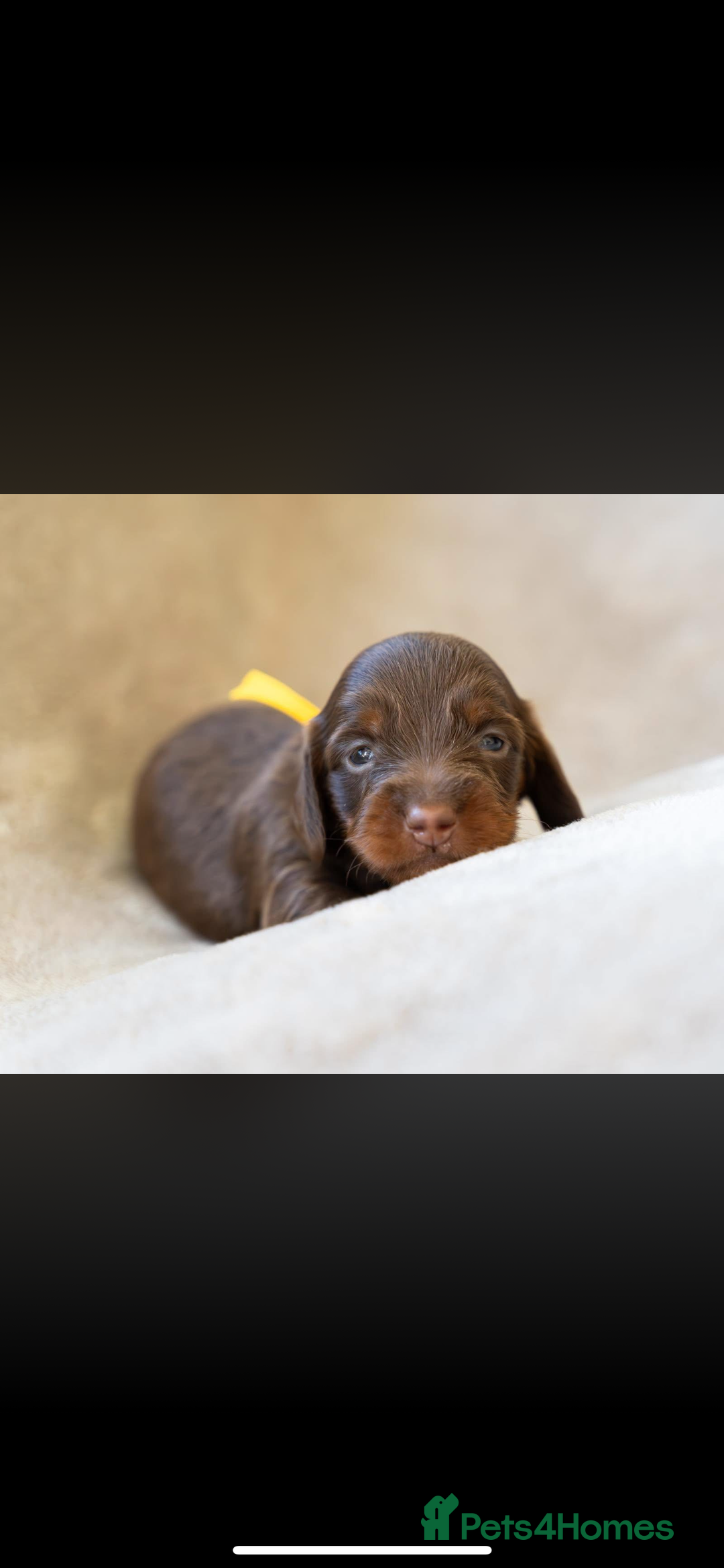 Miniature Dachshund dogs for sale: Beautiful long haired chocolate dachshunds  - Image 16