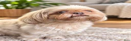 Shih Tzu dogs for stud: Dobie carrier imperial shihtzu  - Advert 2