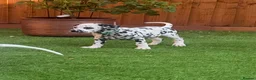 Dalmatian dogs for sale: JUST 3 BOYS LEFT READY THIS WEEK  - Advert 7