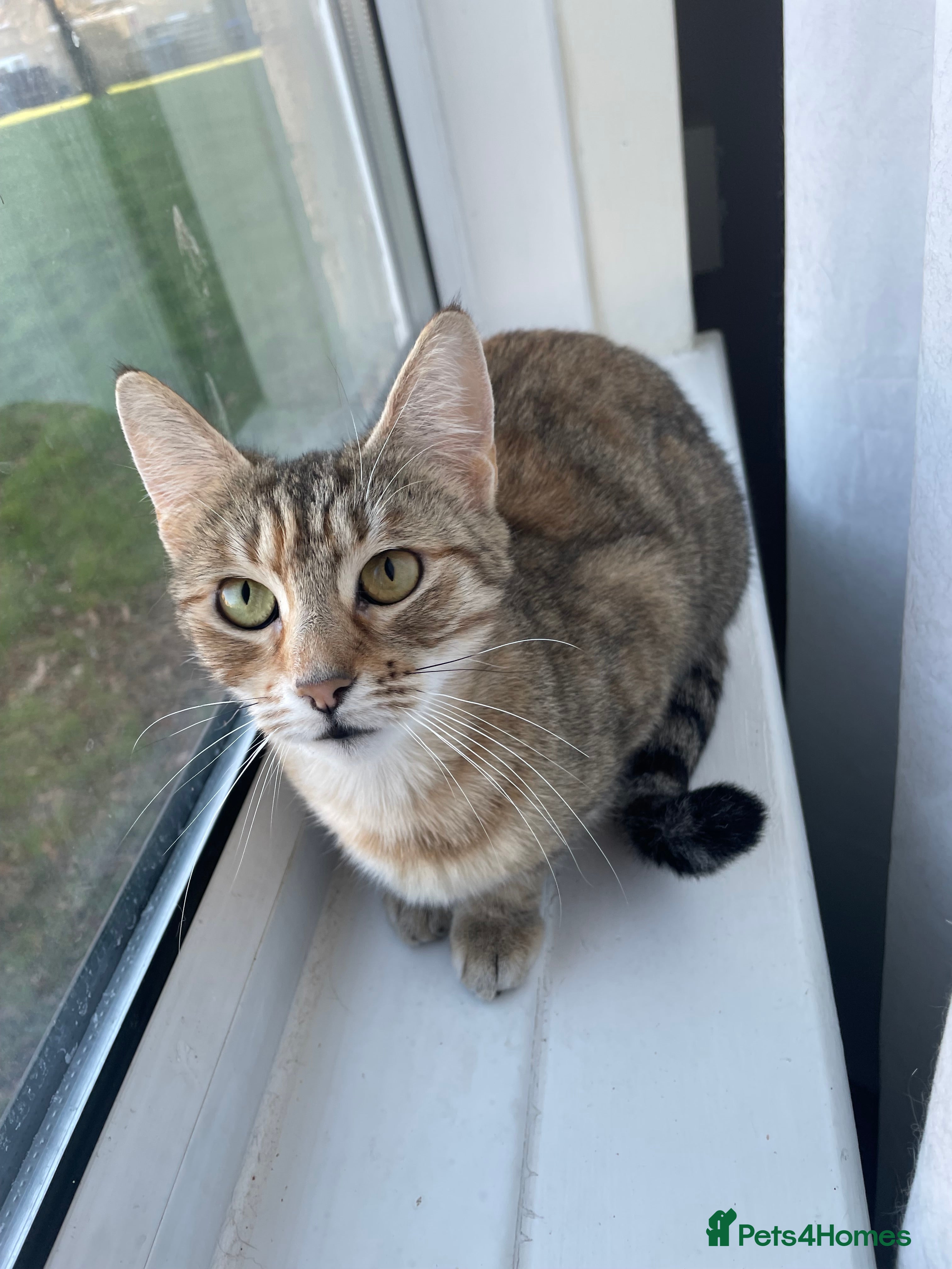 Mixed Breed cats Cindy🐾 Adult female cat looking for forever home - Advert 4