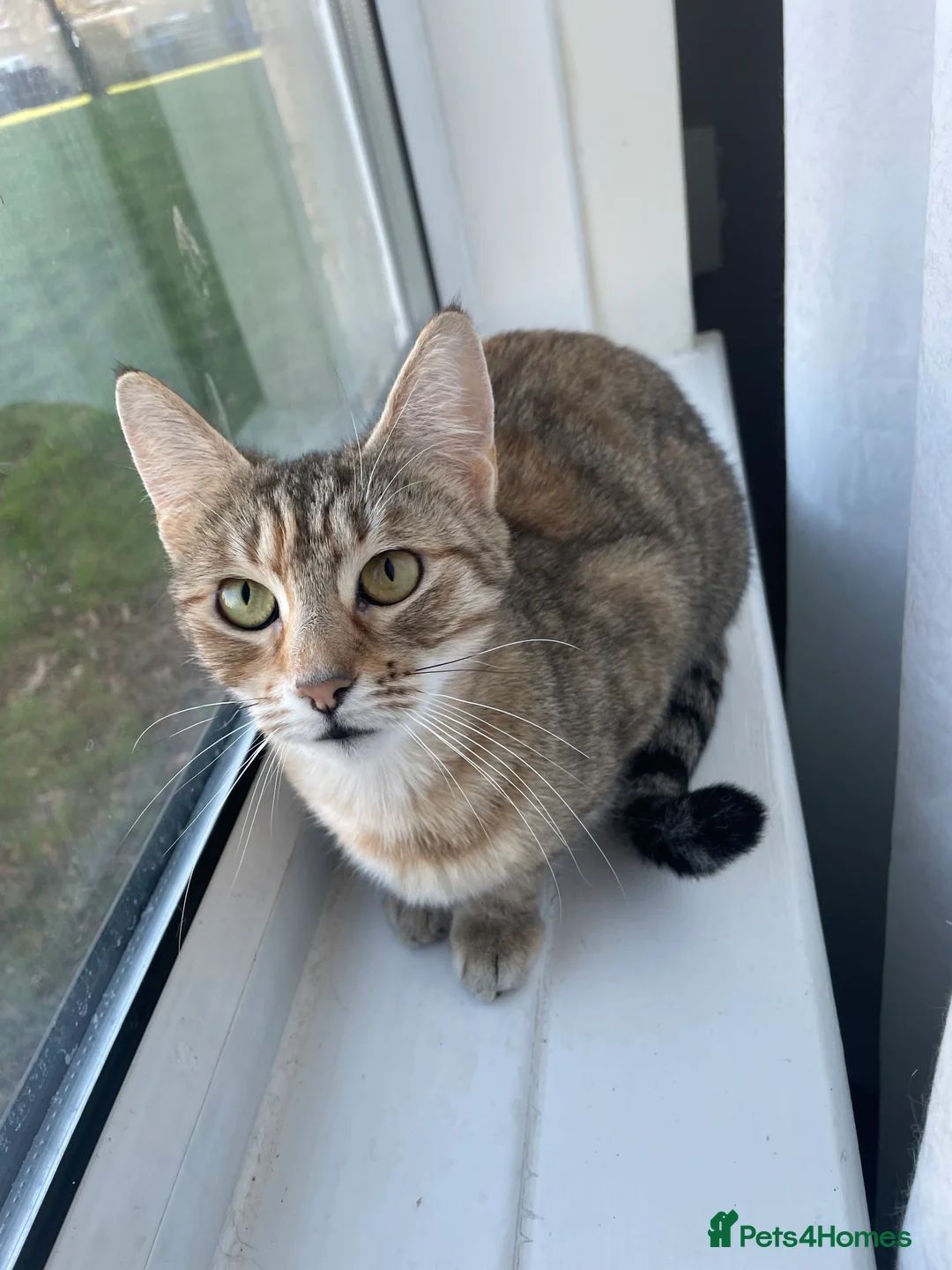 Mixed Breed cats for sale: Cindy🐾 Adult female cat looking for forever home - Advert 1