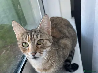 Mixed Breed cats Cindy🐾 Adult female cat looking for forever home - Advert 1