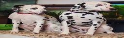 Dalmatian dogs for sale: Dalmatian puppies for sale - Advert 18