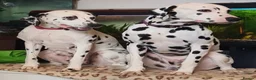 Dalmatian dogs for sale: Dalmatian puppies for sale - Advert 18