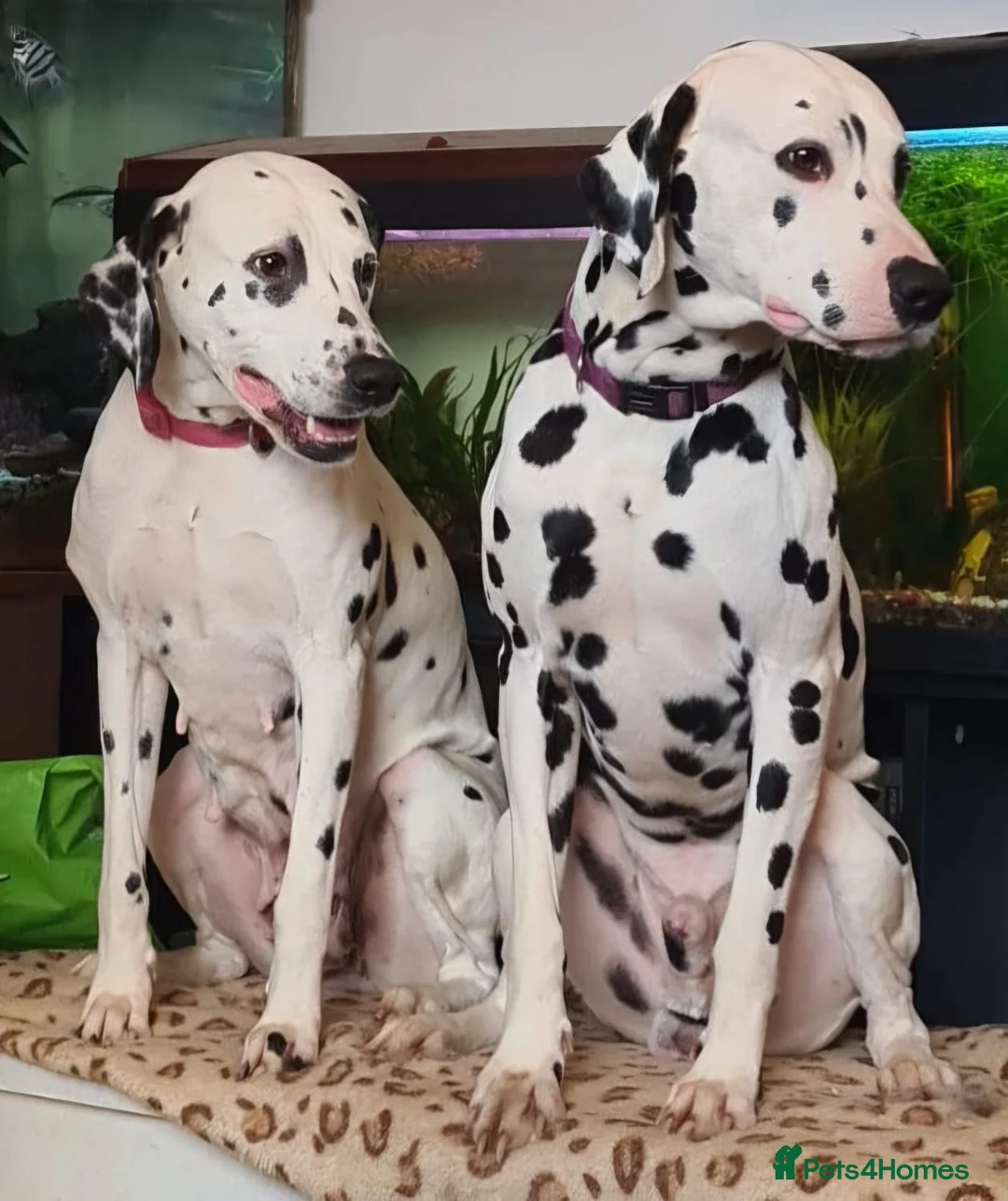 Dalmatian dogs for sale: Dalmatian puppies for sale - Advert 18