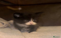 Mixed Breed cats for sale: 5 beautiful kittens mother part ragdoll - Image 18