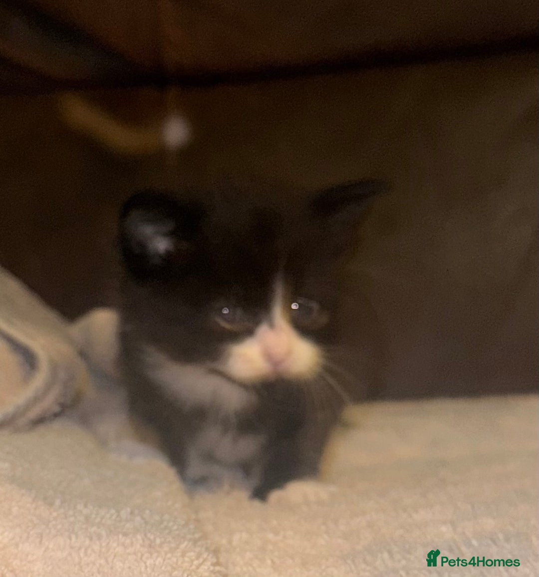 Mixed Breed cats for sale: 5 beautiful kittens mother part ragdoll - Image 18