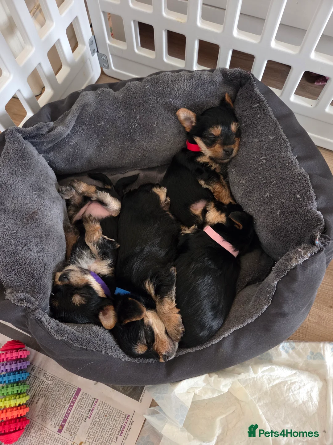 Yorkshire Terrier dogs for sale: Beautiful miniature Yorkshire terrier puppies - Advert 2