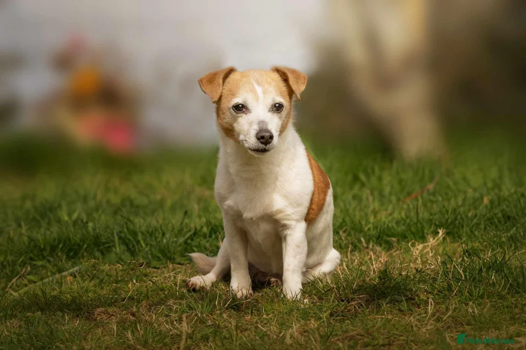 Jack Russell dogs for sale: Jack Russell pups - Advert 9