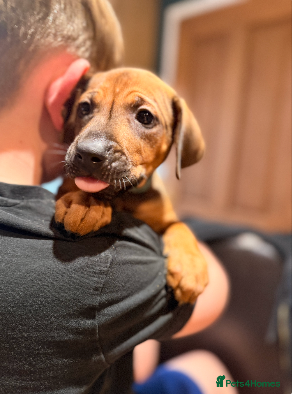 Rhodesian Ridgeback dogs Rhodesian Ridgeback Puppies KC/Hip/Elb/Health  - Advert 8