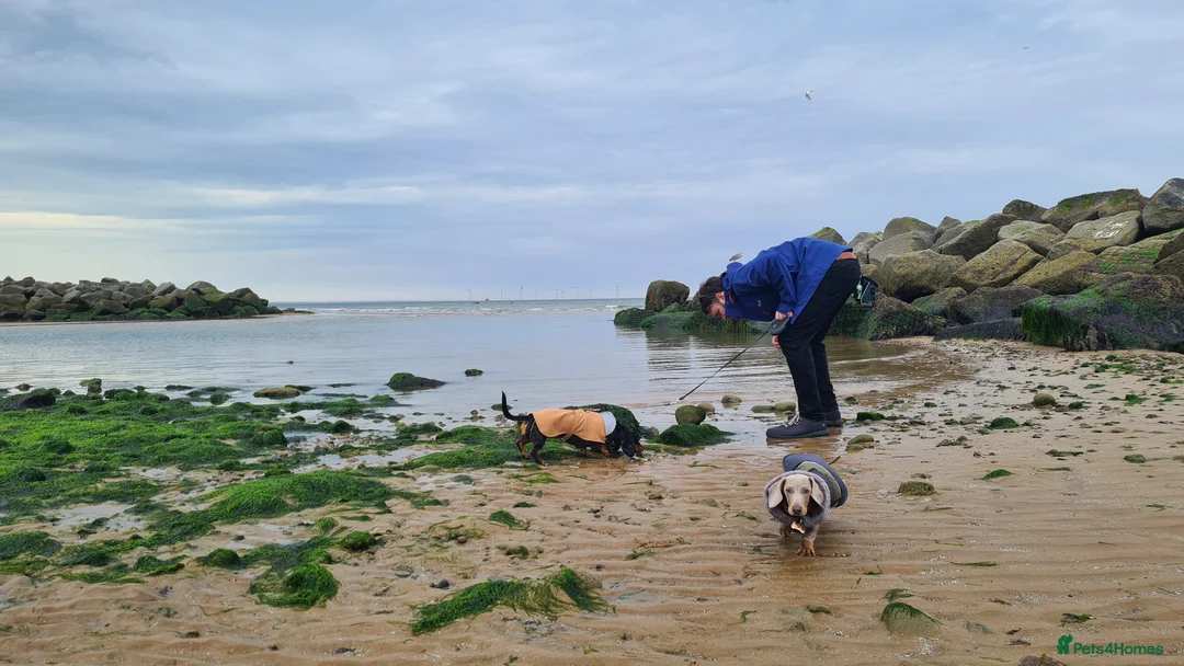 Miniature Dachshund dogs for stud: Stud dog available for studding - Advert 18