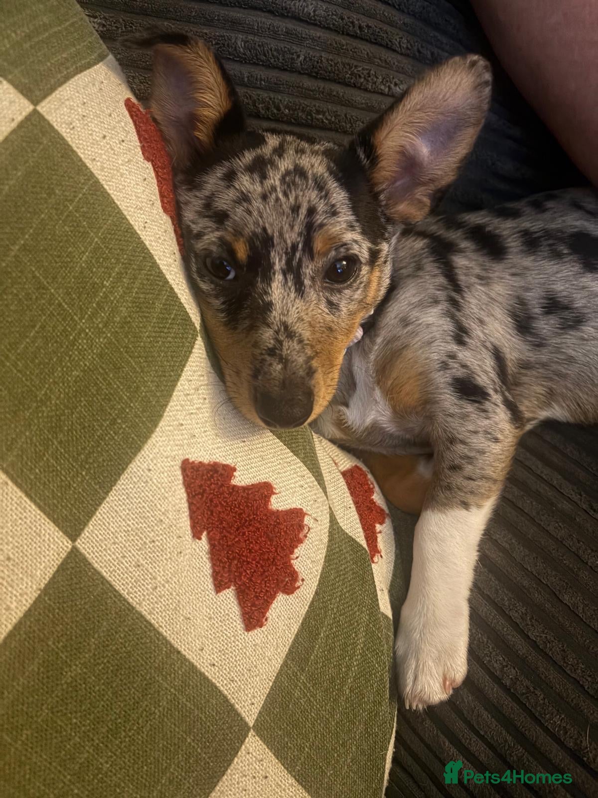 Jack Russell dogs for sale: Six month old Jack Russell - Advert 5