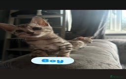 Bengal cats for sale: BENGAL KITTENS FOR SALE - Image 5