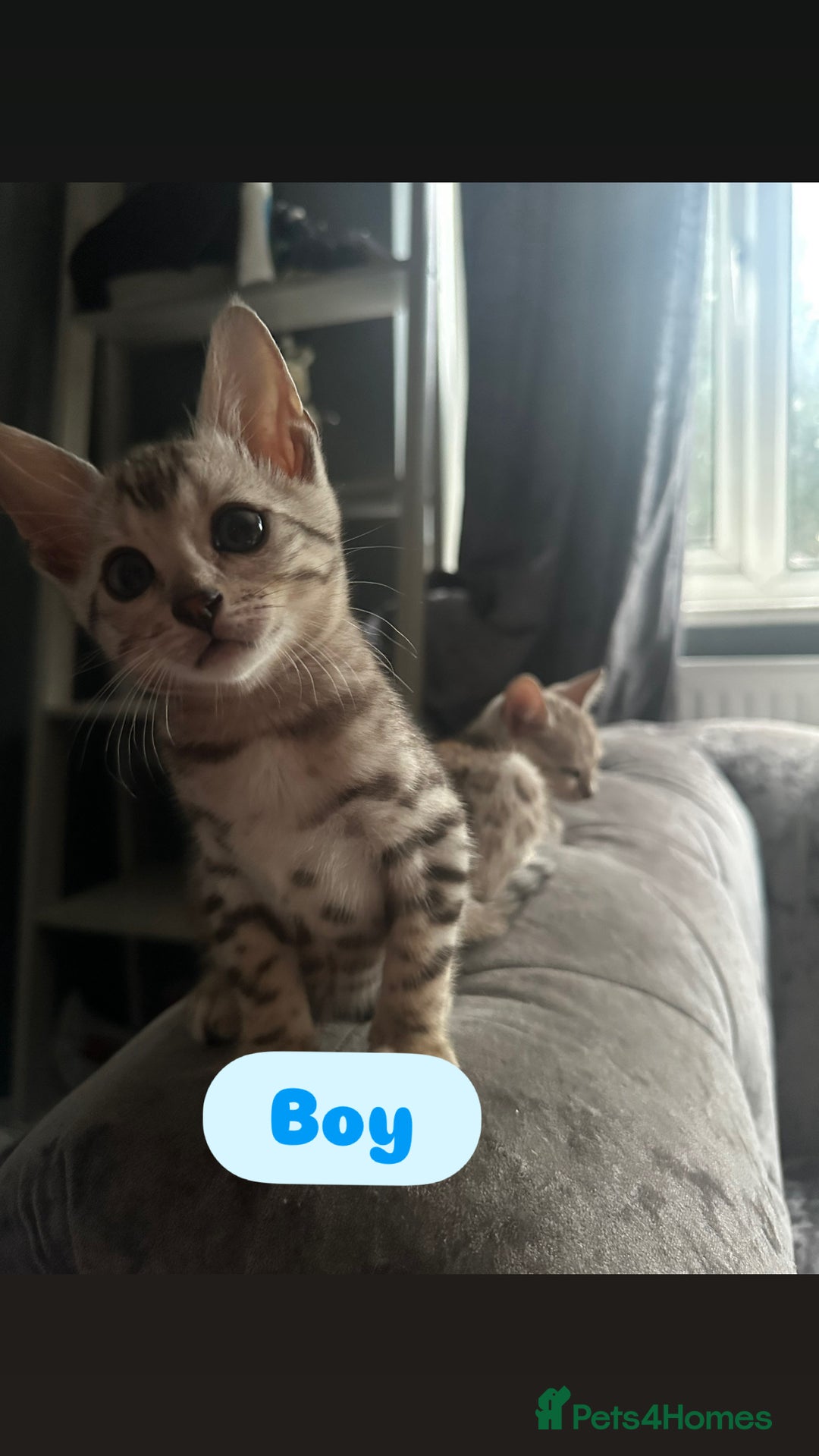 Bengal cats for sale: BENGAL KITTENS FOR SALE - Image 5
