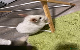 Chinchilla rodents for sale: Chinchillas for sale - Image 8
