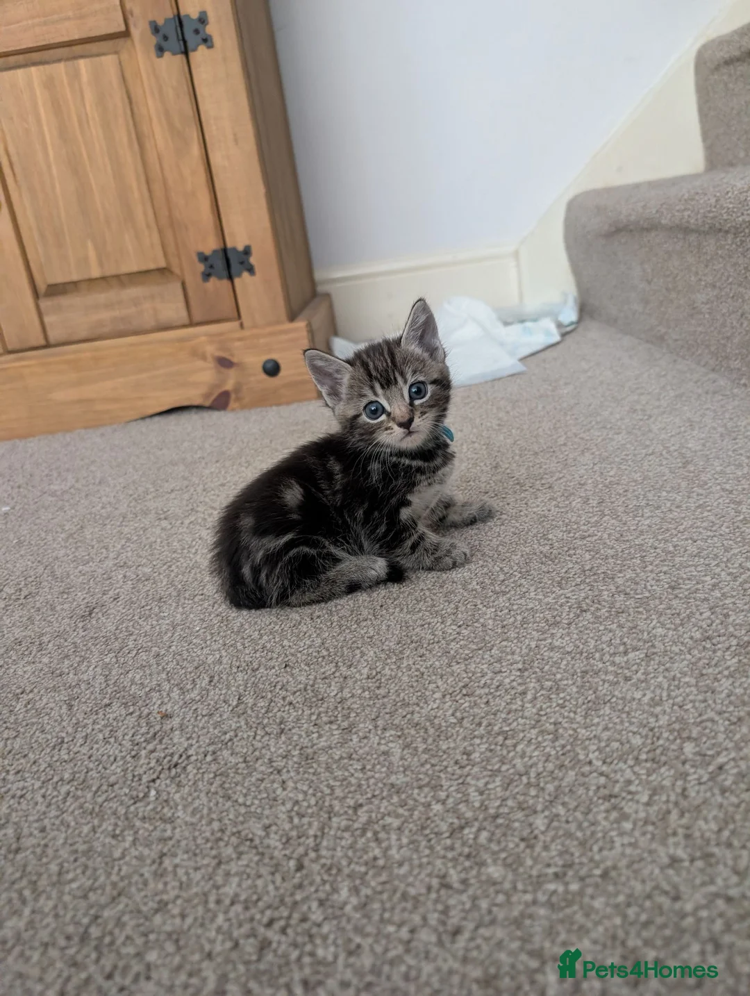 Mixed Breed cats for sale: Kittens - Advert 15