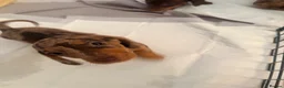 Miniature Dachshund dogs for sale: Smooth haired miniature Daschund babies in Liverpool - Advert 3