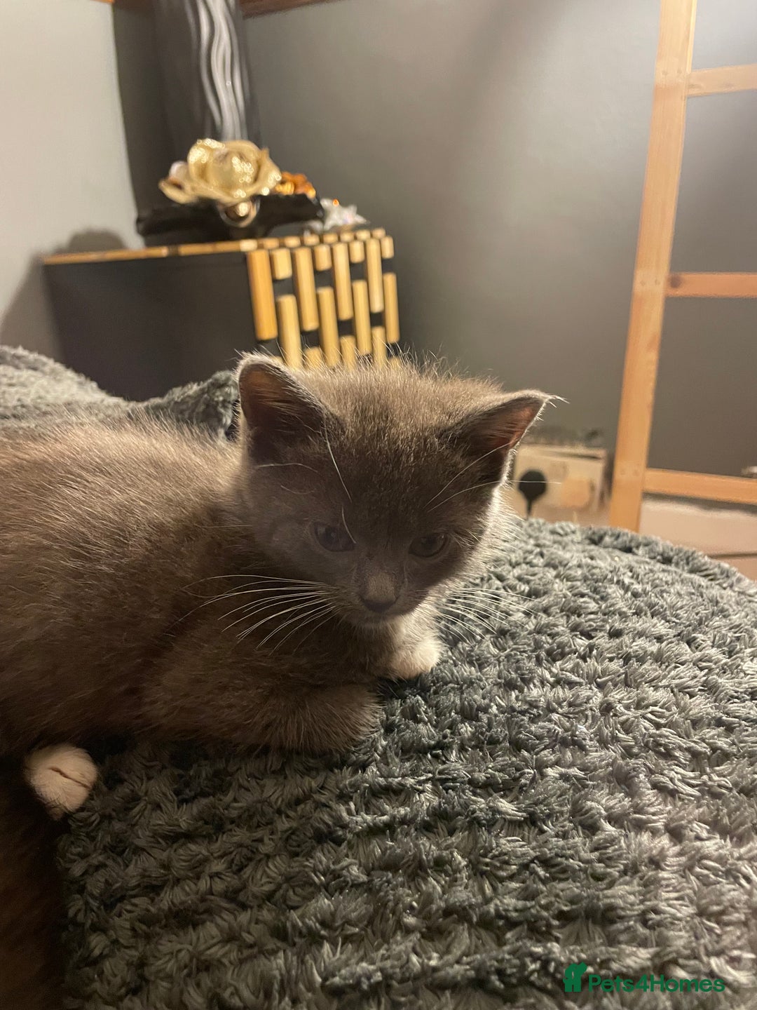 Mixed Breed cats for sale: 3 kittens - Image 10