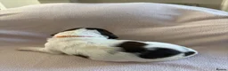 English Springer Spaniel dogs for sale: English springer spaniel pup - Advert 7