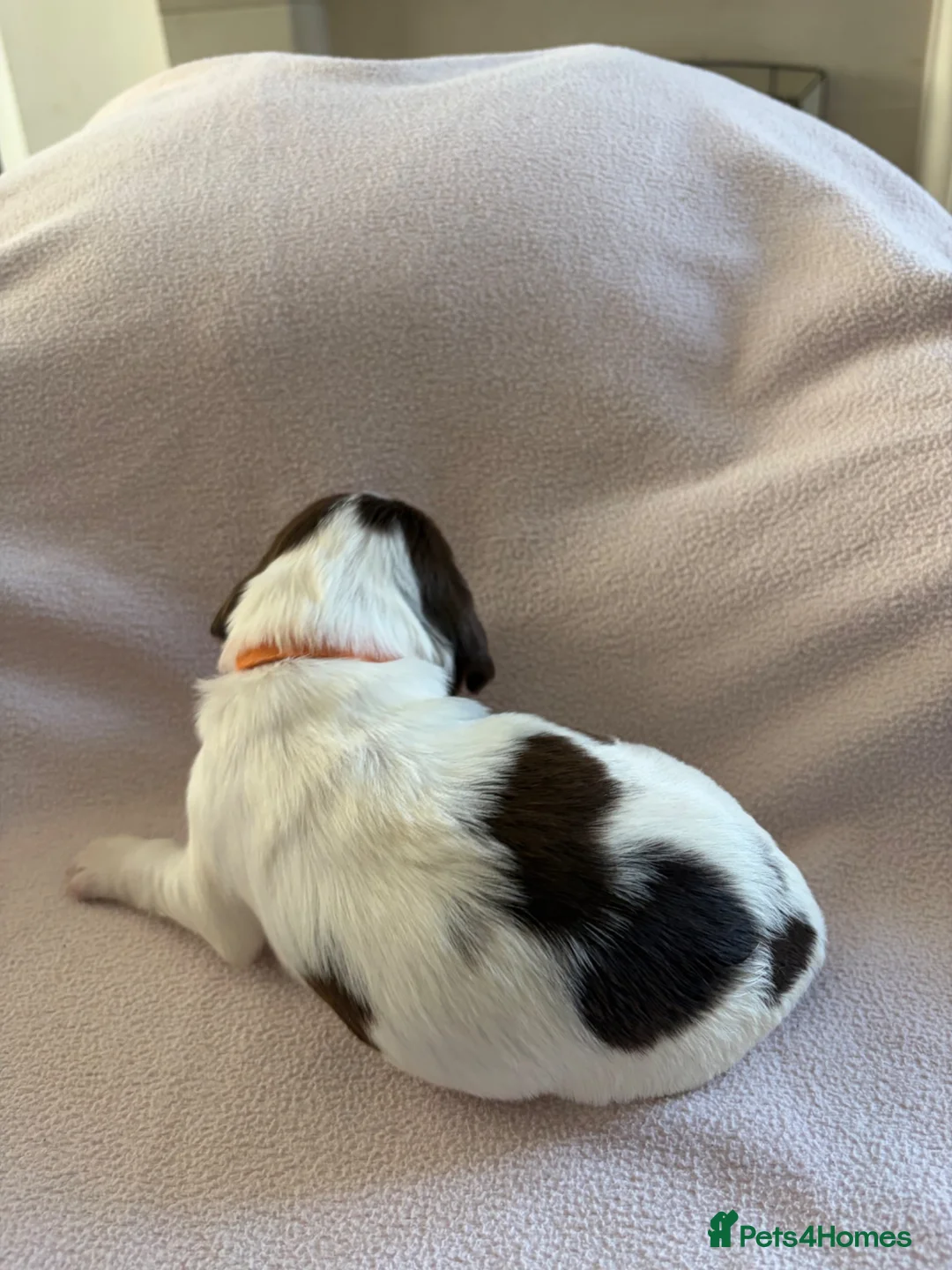 English Springer Spaniel dogs for sale: English springer spaniel pup - Advert 7