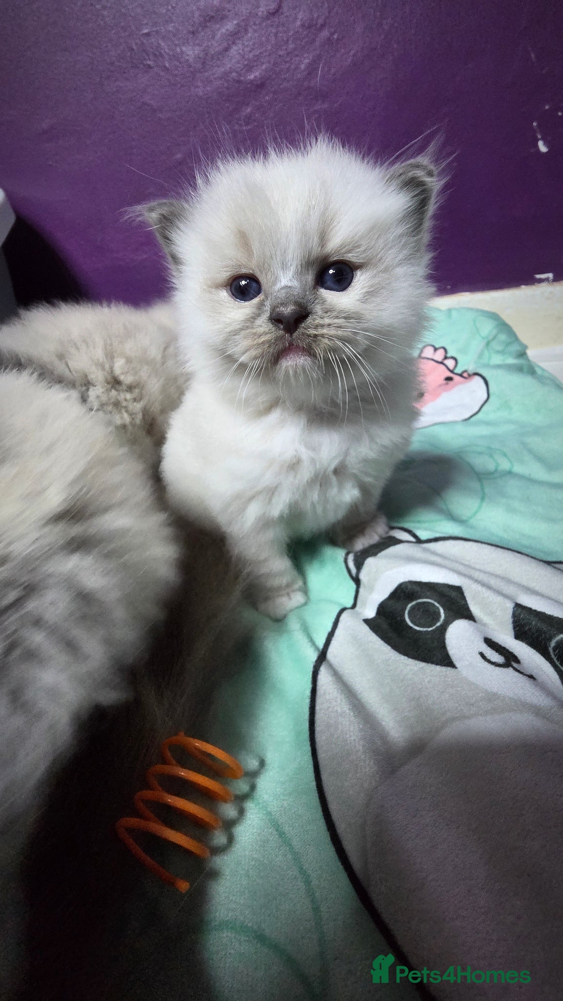 Ragdoll cats for sale: Ragdoll Kittens - Advert 6