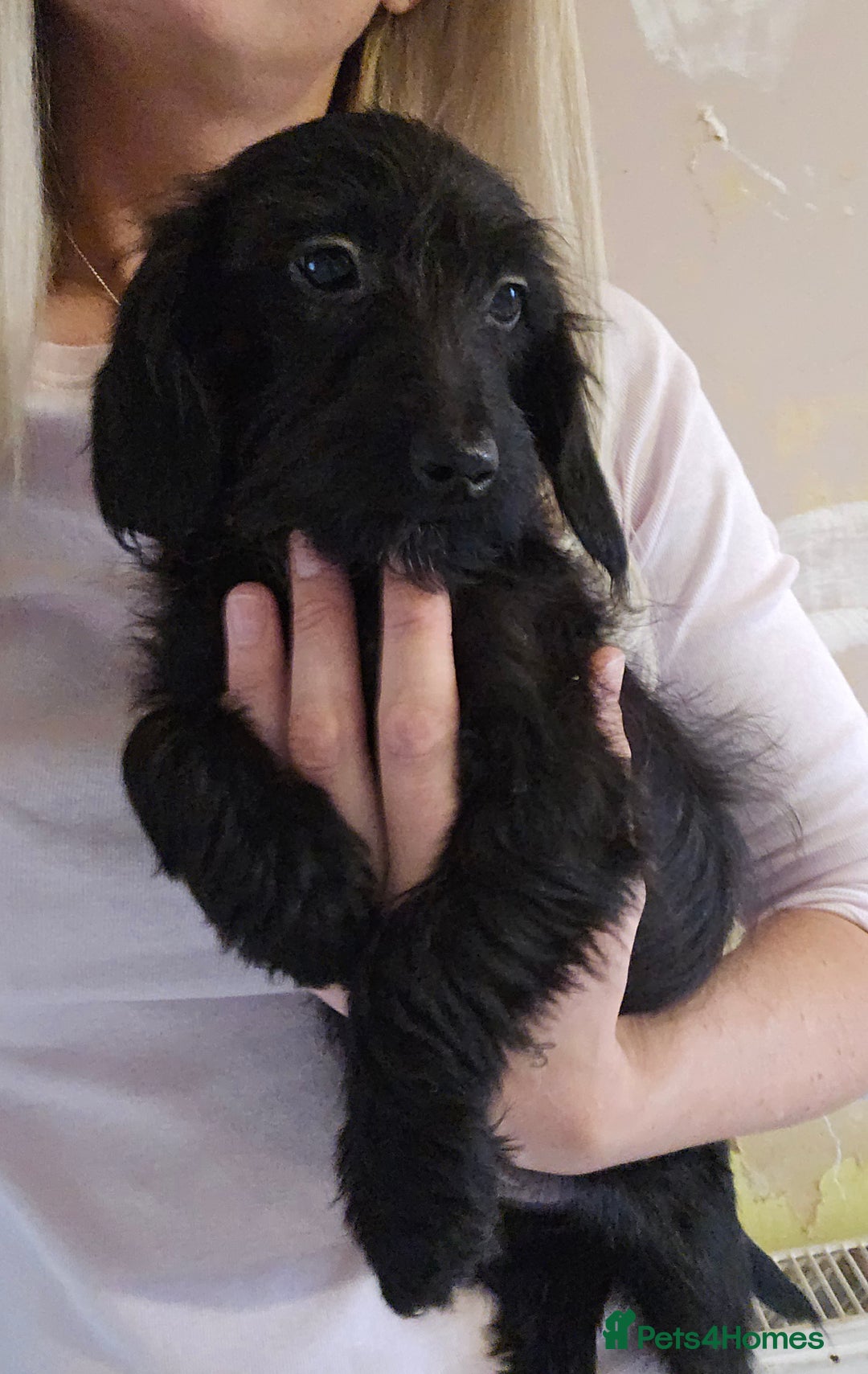 Doxiepoo dogs for sale: Doxipoos - Advert 5